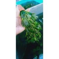 ราคา สาหร่ายฉัตรใส่กระถาง (41806278962)