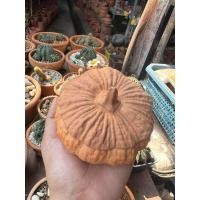 ราคา ถ้วยฟักทองดินเผา ใส่อาหาร ใส่น้ำจิ้ม ข้าว ของหวาน ไอศครีม (23386077410)