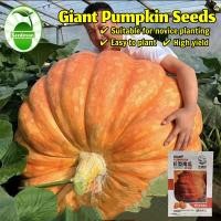 ราคา ปลูกง่าย ปลูกได้ทั่วไทย เมล็ดพันธุ์ฟักทองยักษ์ เมล็ดฟักทองยักษ์แคลิฟอร์เนีย 5เมล็ด Giant Pumpkin Seeds Vegetable Seeds (40457857468)