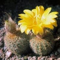 ราคา แคคตัส เฟเรีย Frailea pygmaea var. curvispina (4054413254)