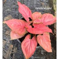ราคา ต้นออมนาคแดง Syngonium Super red (20614659273)