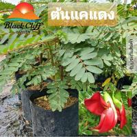 ราคา ต้นแคแดง แคแดง กิ่งพันธุ์ ต้นไม้ ไม้ผล ต้นพันธ์ เมล็ดพันธ์ พันธุ์ไม้ ไม้มงคล ไม้ฟอกอากาศ เมล็ดพันธุ์ (4171518788)