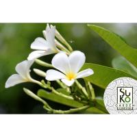 ราคา ต้นลีลาวดี พันธุ์ขาวพวง(White Plumeria | Frangipani)| ขายเป็นต้นในถุงดำ |ขายเป็นชุด ชุดละ 3 กิ่งชำ| ไม้ประดับ | สมุนไพร (4291374301)