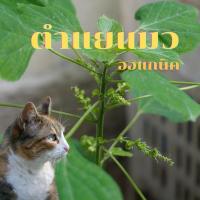 ราคา ตำแยแมวตัดสดรากใหญ่เก็บวันต่อวัน จำนวน 10 ต้น (29152211440)