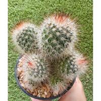 ราคา พร้อมส่งแมมบอมไบเซียน่าฟอร์มกอ หน่อเยอะ ราคาถูกสุดๆ แคคตัสสวยๆ Mammillaria bombycina (23258988815)