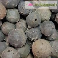 ราคา ลูกเบญกานี (หม้อสือจื่อ) 1 ลูก (7086843873)