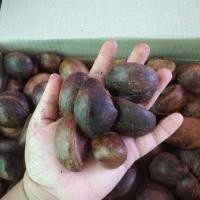ราคา เมล็ดพันธุ์ทุเรียนป่า(เรียนนก) (3239690575)