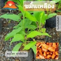 ราคา ต้นขมิ้นเหลือง ขมิ้นเหลือง สมุนไพร ต้นไม้ ไม้ผล ต้นพันธ์ เมล็ดพันธ์ พันธุ์ไม้ ไม้มงคล ไม้ฟอกอากาศ เมล็ดพันธุ์ สวนเขาหมาก (4371534477)