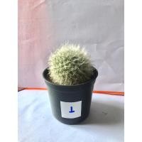 ราคา Mammillaria. Bocasana แมมขนแกะ (22818198292)