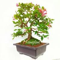 ราคา บอนไซเชอรี่แคระ ต้นใหญ่ ดัดทรงสวย ดอกสีชมพูน่ารัก (20943794560)