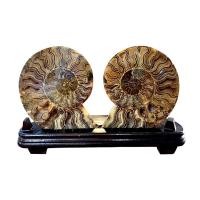 ราคา แอมโมไนต์ฟอสซิลคู่ หอยฟอสซิล หนัก 2.30กิโล ตั้งโชว์ เสริมฮวงจุ้ย เรียกโชคลาภ ฟอสซิลหอยโบราณ หินนำโชค ตกแต่งบ้าน-สำนักงาน (26485274035)