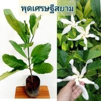 ราคา พุดเศรษฐีสยาม,ดอกกังหันลมยักษ์ไม้ดอกหอมต้นสูง50-60ซม. (6654967528)