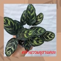 ราคา คล้าแววมยุราแคระ Mini Makoyana คล้าใบสวย Calathea (10282977978)