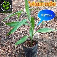 ราคา ไผ่กวนอิม 27ซม. ไม้มงคล ไม้ประดับ ไผ่กวนอิม ต้นไผ่กวนอิม (6045543634)