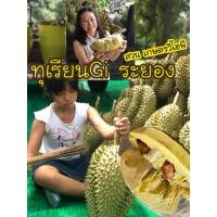 ราคา ทุเรียนหมอนทองระยองทุเรียนคุณภาพgiจากสวนเกษตรวีไอพี (27586556323)