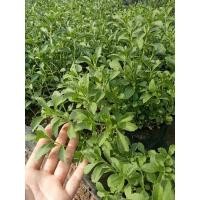 ราคา ต้นหญ้าหวานเพาะเมล็ด (20575233239)