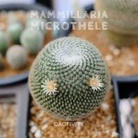 ราคา Mammillaria Microthele แมมนกฮูก ไม้เมล็ด (ภาพ 05-07-2022) (6886969258)