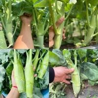 ราคา 400+ เมล็ด เมล็ดคะน้าเห็ดหอม จัมโบ้ (ต้นใหญ่จัมโบ้กว่าคะน้าเห็ดหอมสายพันธุ์ทั่วไป ลำต้นอวบใหญ่ เนื้อแน่น รสชาติหวานกรอบ) (24967160625)