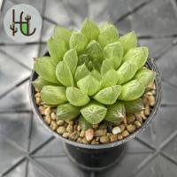 ราคา ฮาโวเทีย หยดน้ำ Haworthia [อ่านรายละเอียดสินค้าก่อนทำการสั่งซื้อ] (3841145400)