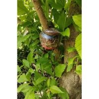 ราคา กิ่งตอนต้นทองอุไร 1 กิ่ง (28577019256)