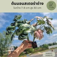 ราคา ต้นมอนสเตอร่าด่าง 13 ก้าน มอนสเตอร่าเสมือนจริง ต้นไม้ปลอม (28163178053)