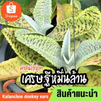 ราคา คาลันโชหูลา Kalanchoe donkey ears หรือต้นเศรษฐีหมื่นล้าน(Kalanchoe Gastonis bonnieri) ต้นไม้มงคล ส่งพร้อมกระถาง (20832291319)