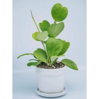 ราคา ต้นโฮย่าหัวใจ Hoya Lucky-Heart ต้นหัวใจ ส่งทั้งกระถางพลาสติกดำ (6939218157)