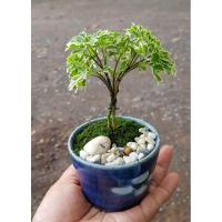 ราคา ต้นเล็บครุฑด่างแคระจิ๋ว (7944044826)