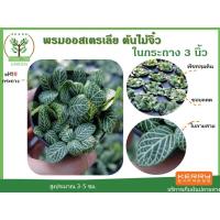 ราคา ต้นพรมออสเตรเลีย ขนาด3นิ้ว ไม้มงคล ไม้จิ๋ว ไม้ฟอกอากาศ พร้อมกระถางฟรี ต้นสูง 3-5 ซม.วางบนโต๊ะทำงานได้ (3879608426)
