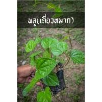 ราคา พลู กินกับหมาก กำลังจะหายไป ต้นสำหรับปลูกสวยพร้อมเลื้อย หายากแล้วปลูกไว้ไม่เสียหลาย (12536645065)