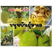 ราคา ขนุนพันธุ์ทองมาเลย์ ผลใหญ่ เนื้อกรอบ พร้อมส่ง (19650806491)