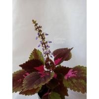 ราคา ต้นฤาษีผสม ไม้มงคล (2ต้นต่อถุงเพาะชำ) (15731918981)