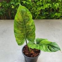 ราคา Philodendron Subhastatum Variegated ฟิโลเดนดรอนหลังแดงด่าง ไม้ด่าง ด่างสวย ด่างฮาฟ (9976545129)