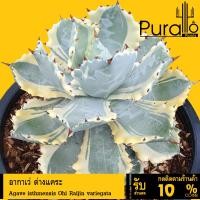 ราคา อากาเว่ โอฮิ อากาเว่ด่างแคระ Agave isthmensis Ohi Raijin variegata #succulent #Agave (21481156560)