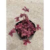 ราคา มณีล้อมเพชร หรือ แดงชาลี (11604730485)