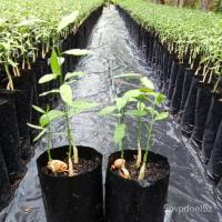 ราคา ต้นผักหวานป่าพันธุ์สีทอง,แบบกล้าเมล็ด,ใน1ถุงมีผัก2หรือ3ต้น,สั่ง10แถม1ถุงColorLycopersiconPurityCabbageChamomileSunflower (19030998731)