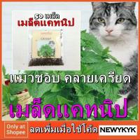 ราคา แคทนิป อิตาลี 50เมล็ด กัญชาแมว CATNIP เมล็ด พันธ์ุ แคตนิป มิ้นท์ สลัด สมุนไพรแมว หญ้าแมว CATMINT โรย ที่นอน 55 (1712961320)