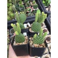 ราคา หูกระต่ายเหลือง(Opuntia Microdasys)#แคคตัสหูกระต่าย (12404426478)