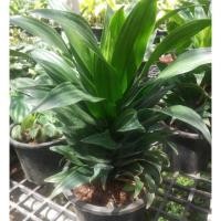 ราคา ต้นโชคเก้าชั้นไม้ใบ (3939665636)