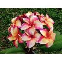 ราคา ต้นลีลาวดีสีส้ม Aramacao (23466965091)