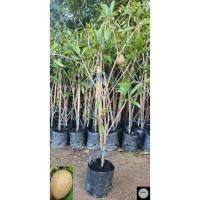 ราคา ต้นละมุดกระสวยมาเลย์ ละมุดสาลี่ยักษ์ พันธุ์แท้ 10แถม1 (6468415849)