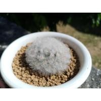 ราคา mammillaria bocasana v. multilanata แมมขนแกะ (3341933717)