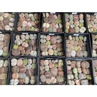 ราคา ไลทอปมิกซ์ ไลทอปพอต lithops ขนาดกระถาง10*10cm (10545638013)
