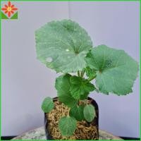 ราคา ต้นกระเจี๊ยบเขียว กระเจี๊ยบเขียว กระเจี๊ยบ ส่งพร้อมถุงเพาะ 5.5นิ้ว (23389364722)