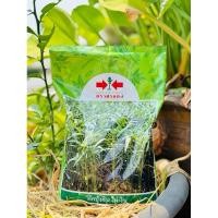 ราคา เมล็ดพันธุ์ผักบุ้งไผ่เงินตราศรแดงkgผักบุ้งจีนไผ่เงินใบเรียวเล็กสีเขียวสดน้ำหนักดีเจริญเติบโตดี (26078151947)