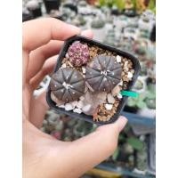 ราคา แอสโตรผิวม่วงมีด่างมียิมโนทีลัก (16986780359)