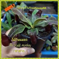 ราคา ต้นหม้อข้าวหม้อแกงลิง ต้นไม้กินแมลง (24483195849)