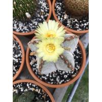 ราคา 2027. ขายต้น Astrophytum Myriostigma Quadcostatum (5333783809)