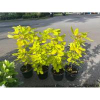 ราคา ทองนพเก้า /ชะแมบทอง ไม้มงคล (26202995759)