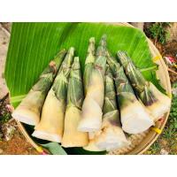 ราคา ไผ่บงหวาน หน่อไม้ทานสด หวาน​ กรอบอร่อย ไม่สารไซยาไนด์ ปลอดสารเคมี (2946153064)